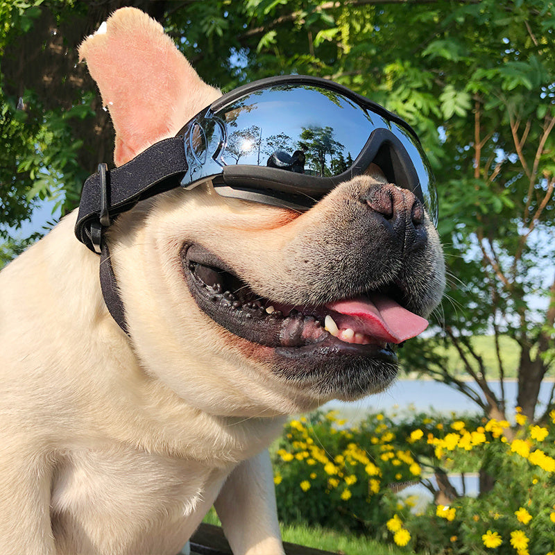 Pet Sunglasses